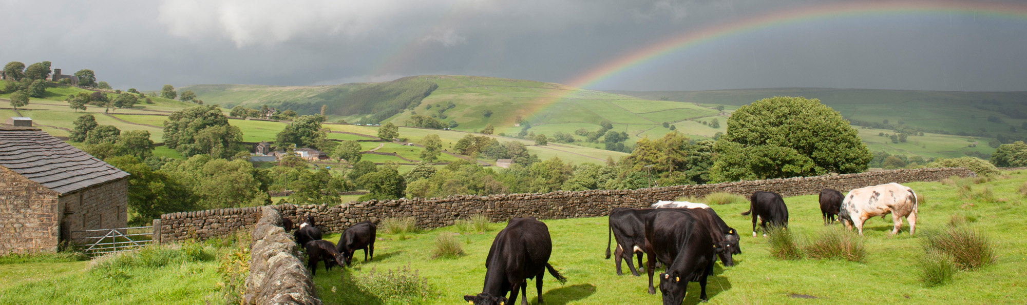 Cows grazing in a field enclosed by dry stone walls, a stone barn to the left and then trees and fields behind with a grey sky and a rainbow