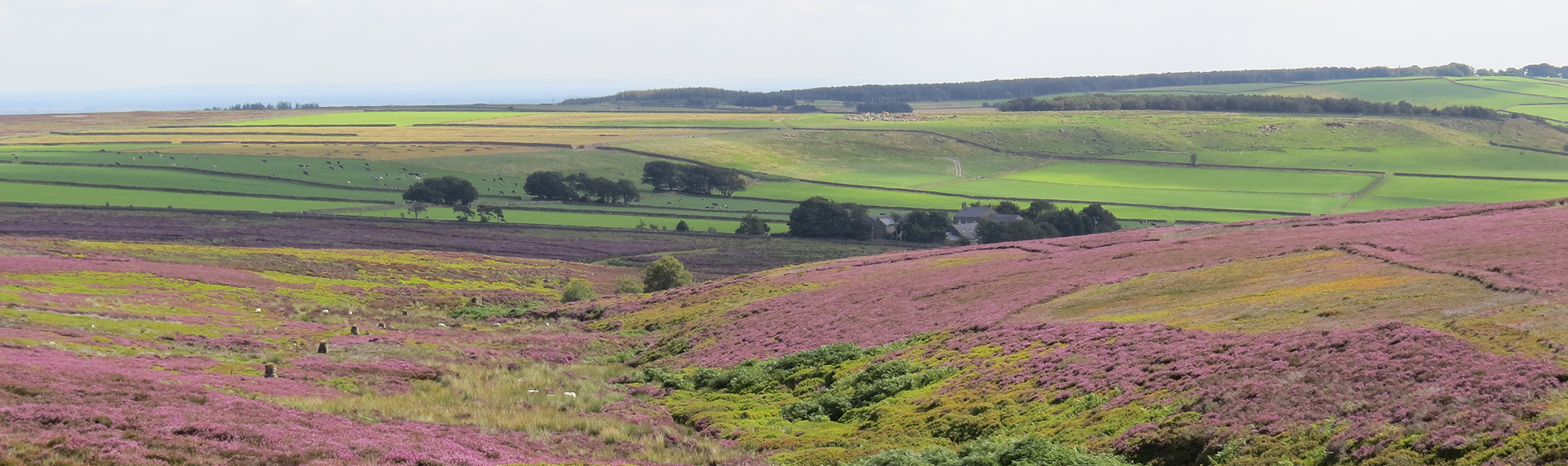 Swathes of purple heather moorland with a cluster of trees and green fields in the background