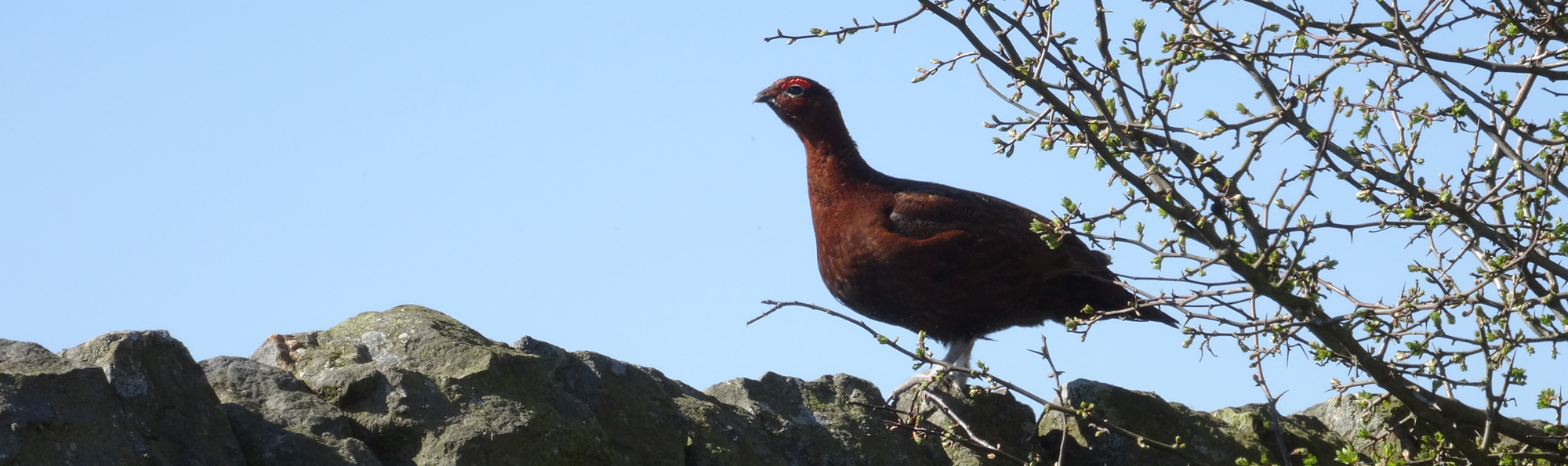 A Red grouse stood on the top of a dry stone wall with blue sky behind and a bud covered shrub to the right