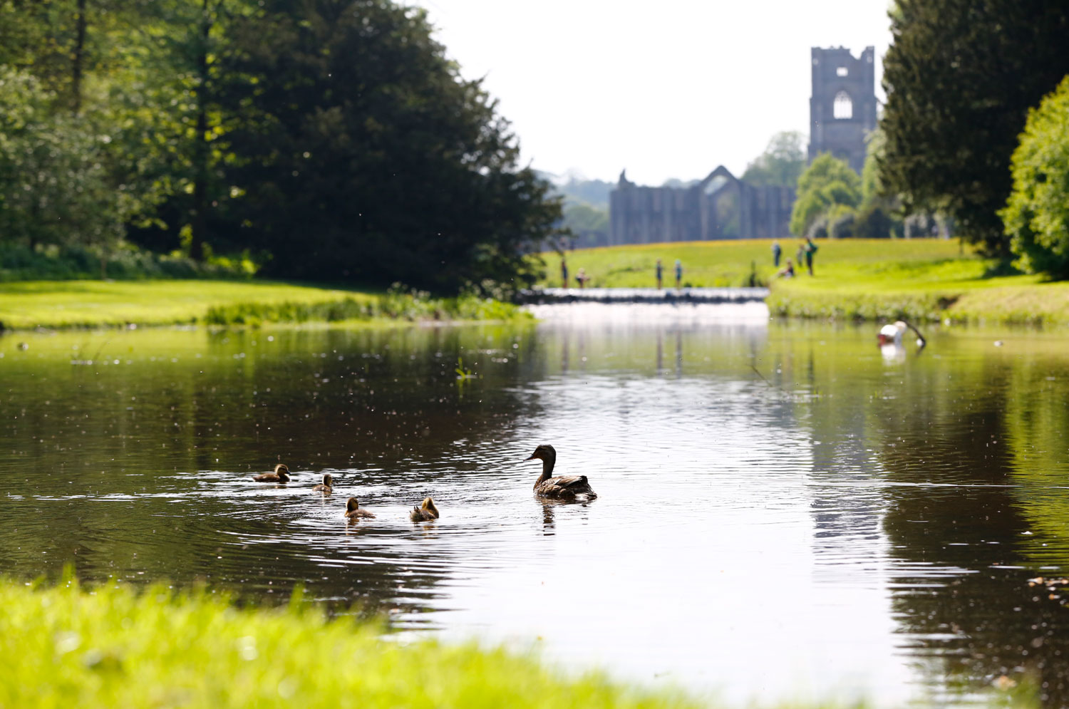 A close up of a duck and ducklings swimming on water with some people and Fountains Abbey in the background