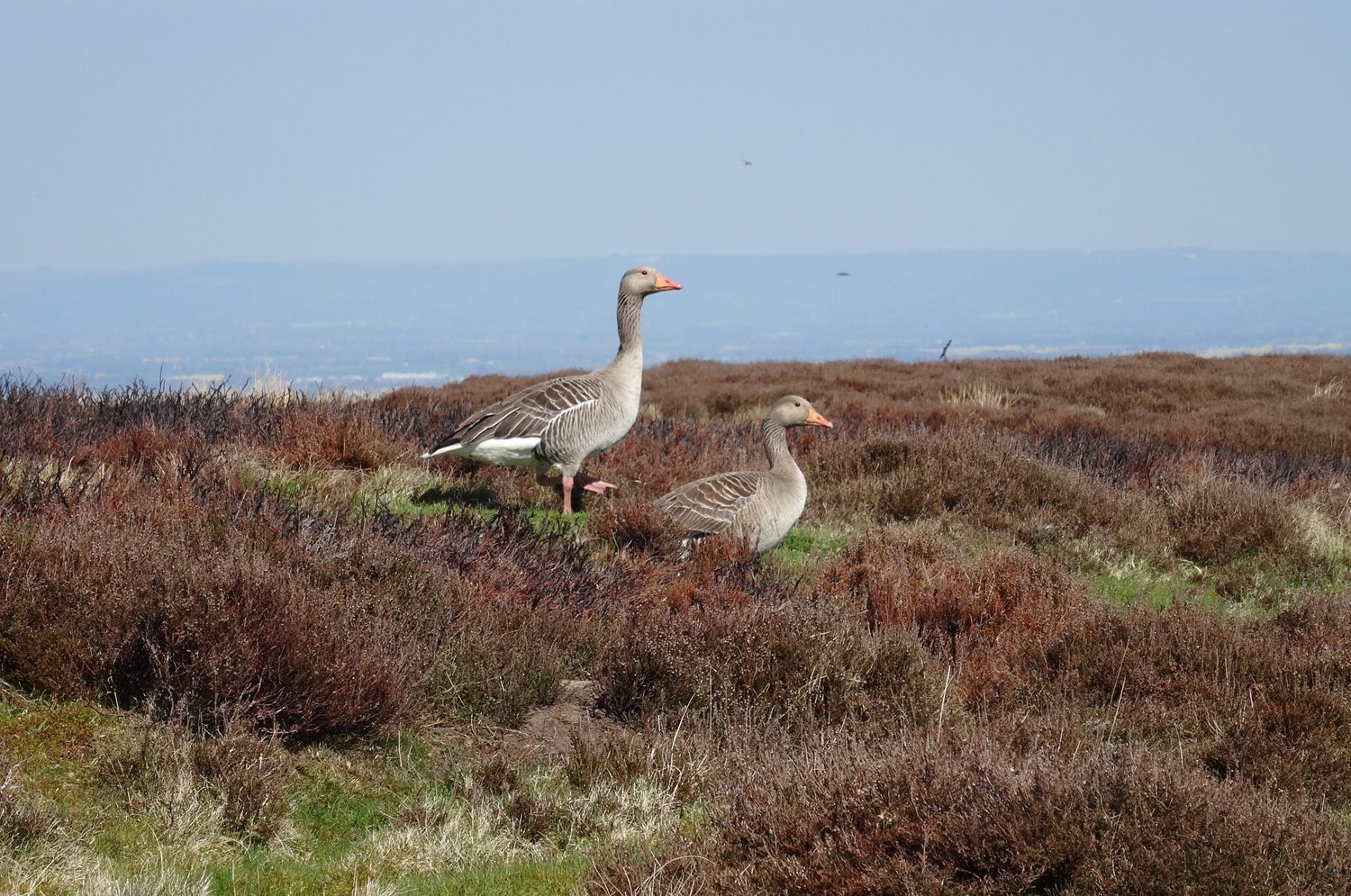Two grey geese stood amongst some brown heather moorland