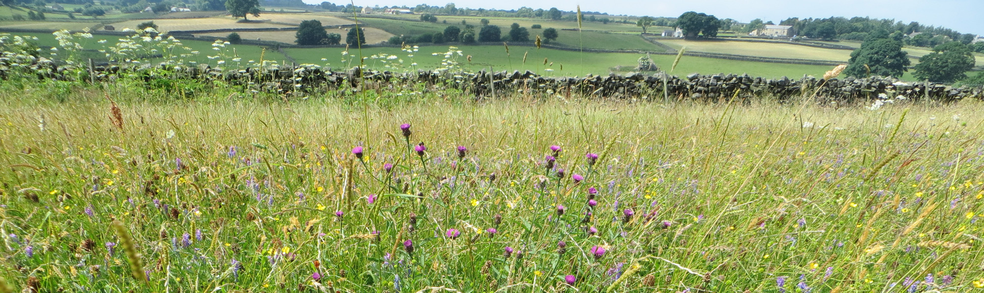 Flower filled hay meadow with dry stone wall