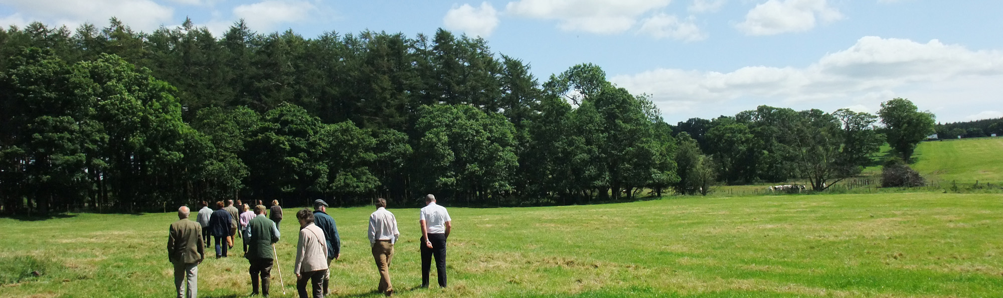 Group of adults walking in field toward a copse of trees