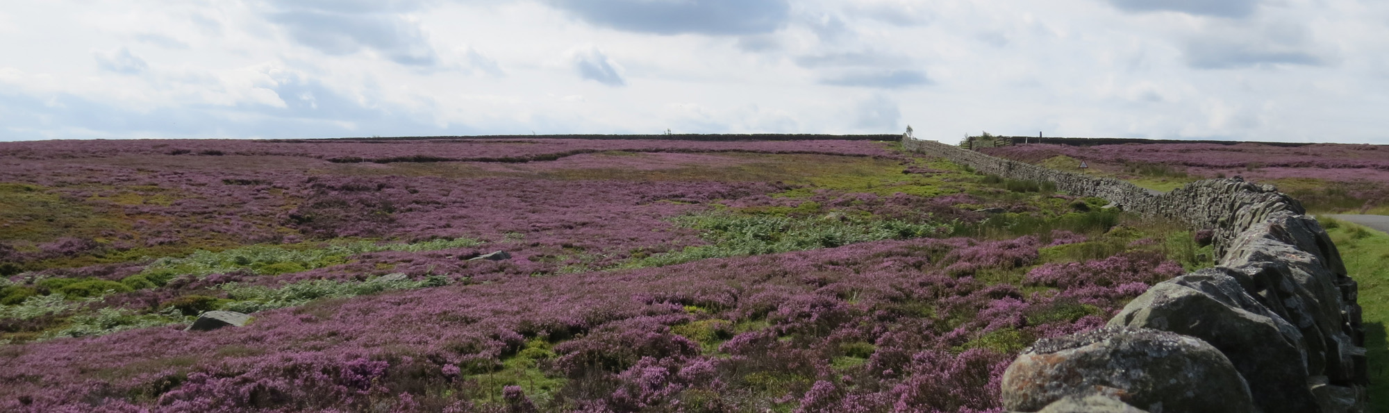 Heather moorland and dry stone wall