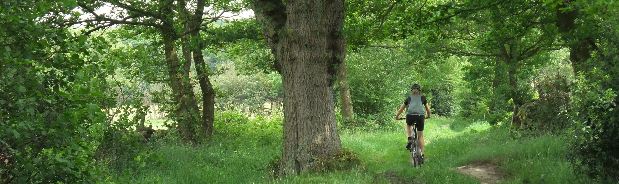 A rear view of a lone cyclist on a grassy, woodland path