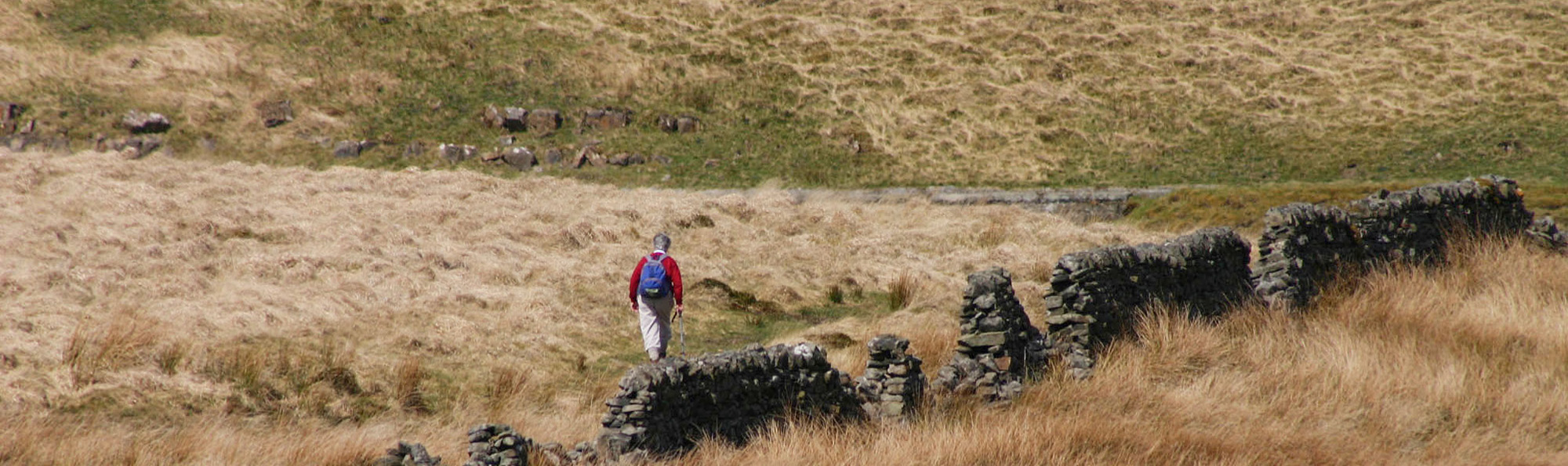 A lone walker walking across brown moorland alongside a partially collapsed dry stone wall