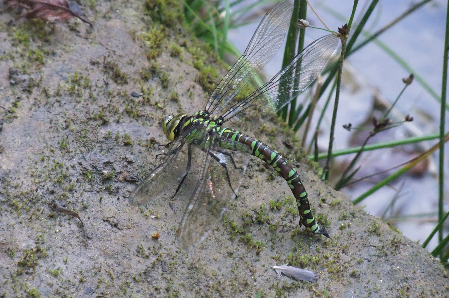 A close up of a green and brown dragonfly resting on a moss covered stone