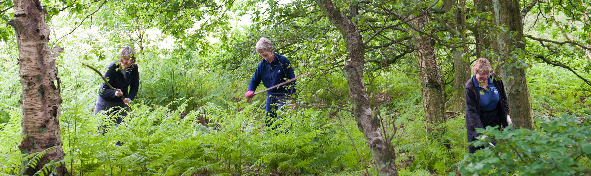 Three AONB volunteers in a woodland setting holding sticks and bashing bracken