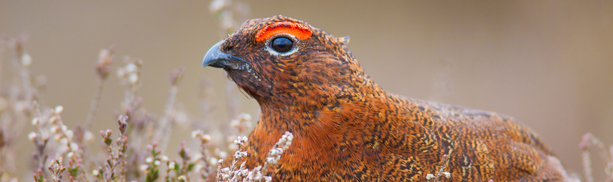 A close up of a grouse's head with some heather shoots around it