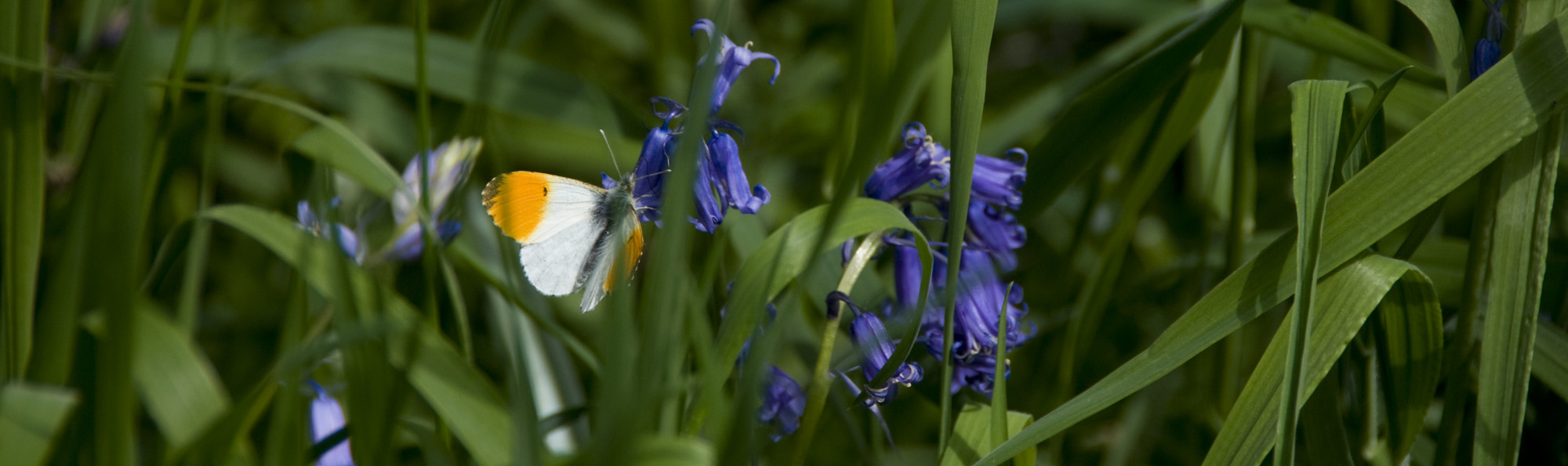 White and orange butterfly on bluebell