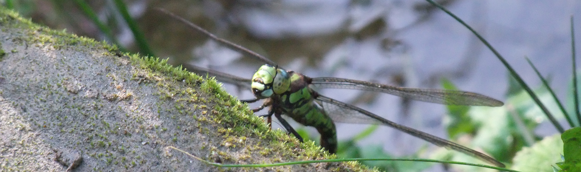 Green dragonfly on moss