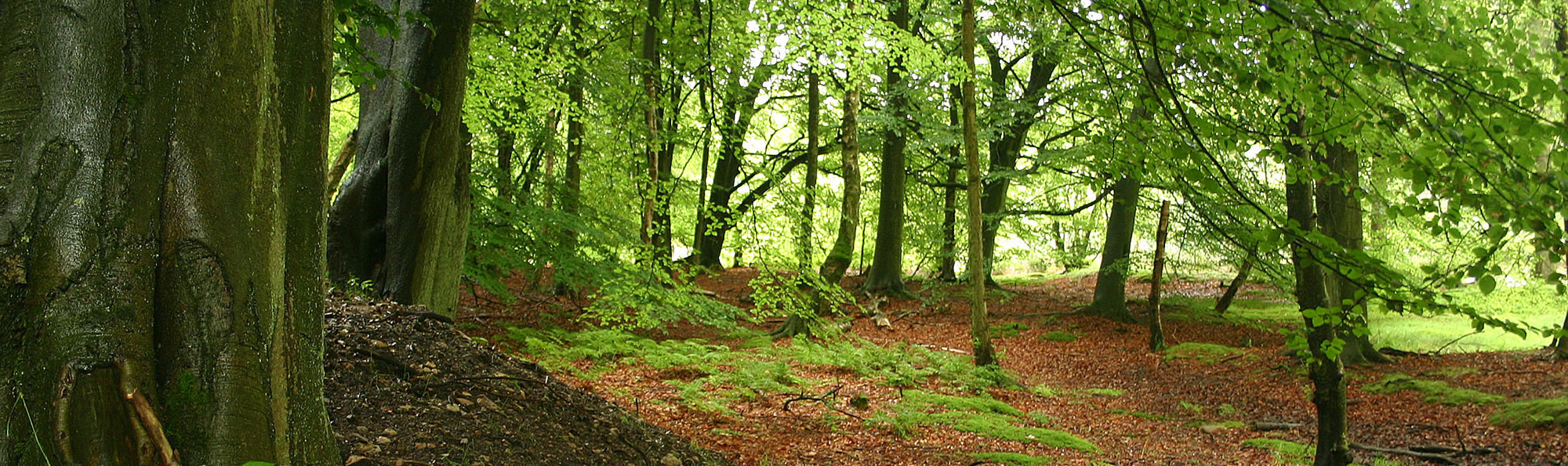 Image of spring woodland