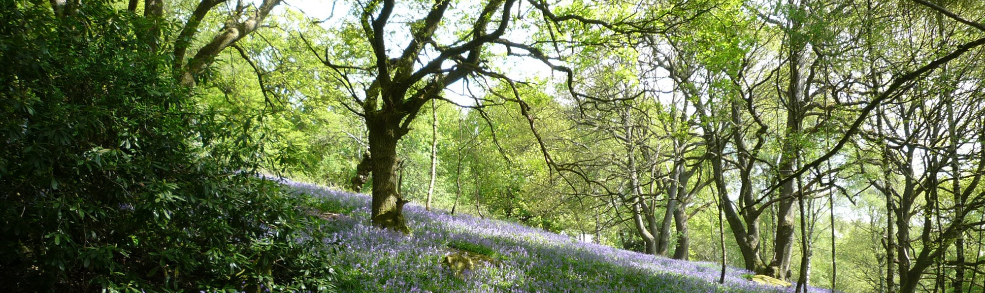 Green woodland with bluebells