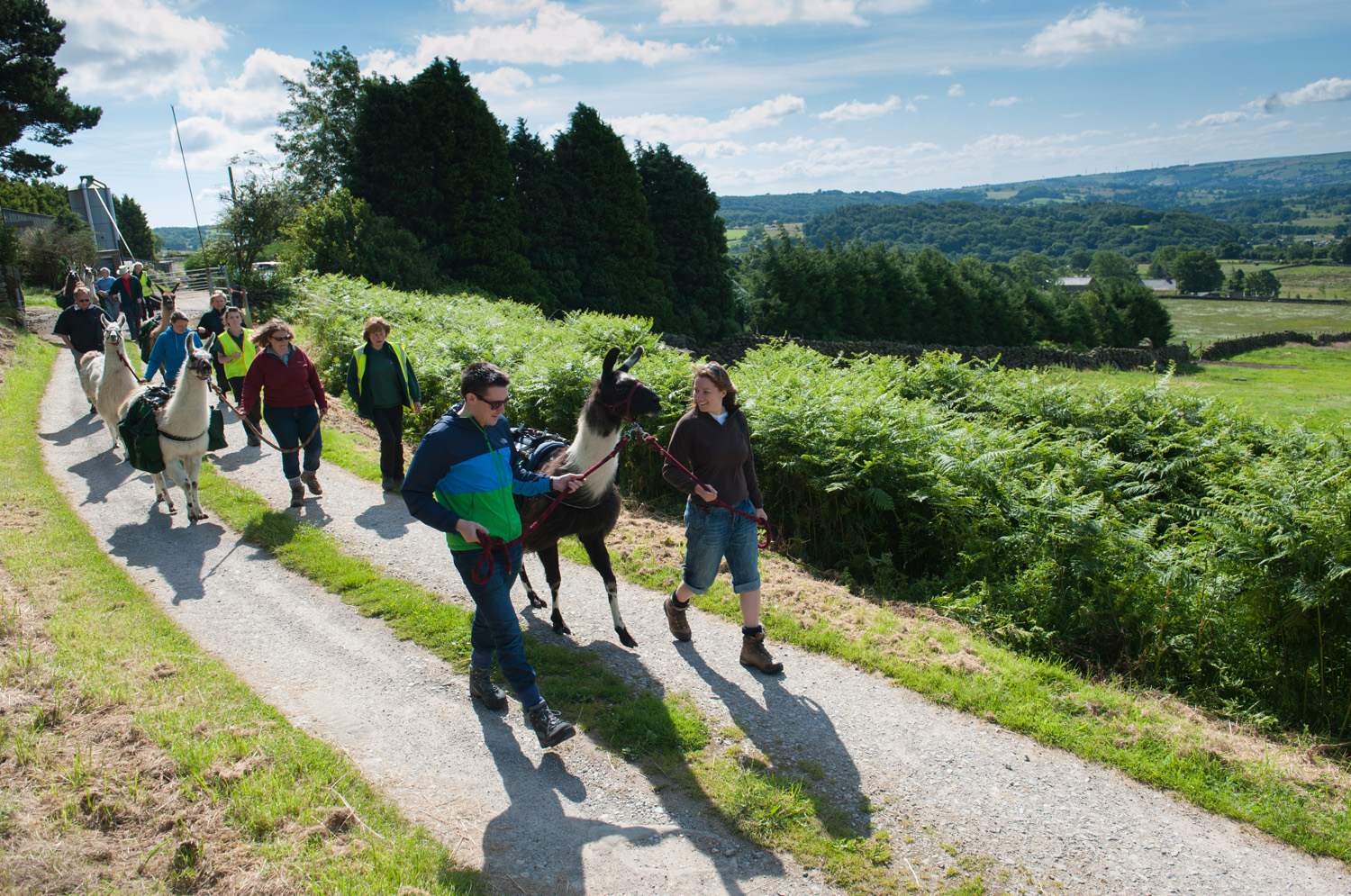 Group walking with llamas in the countryside