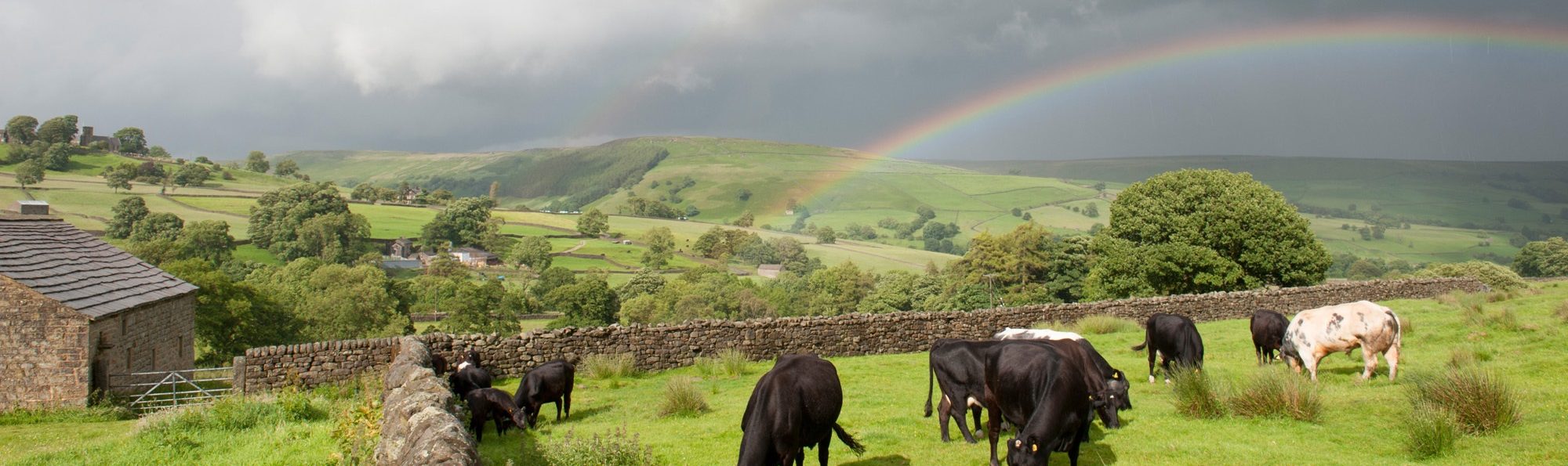 Black cows in green field with rainbow in the distance