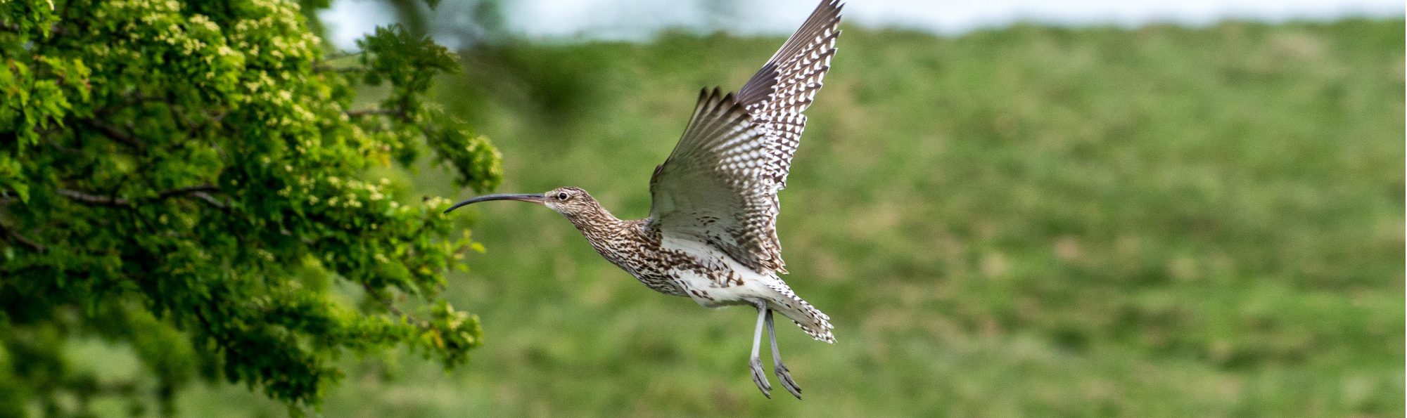 Curlew flying with green field behind