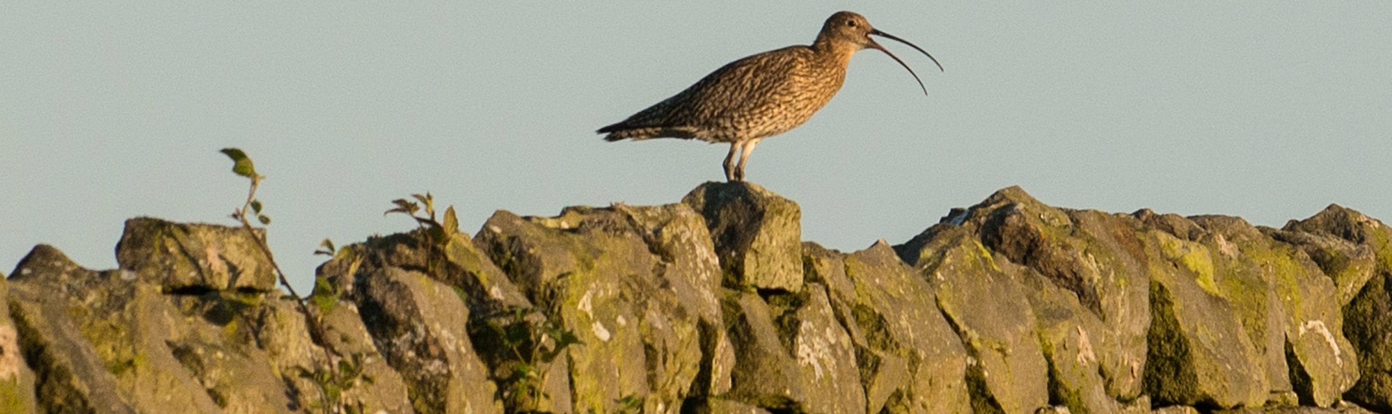Curlew with beak open standing on dry stone wall