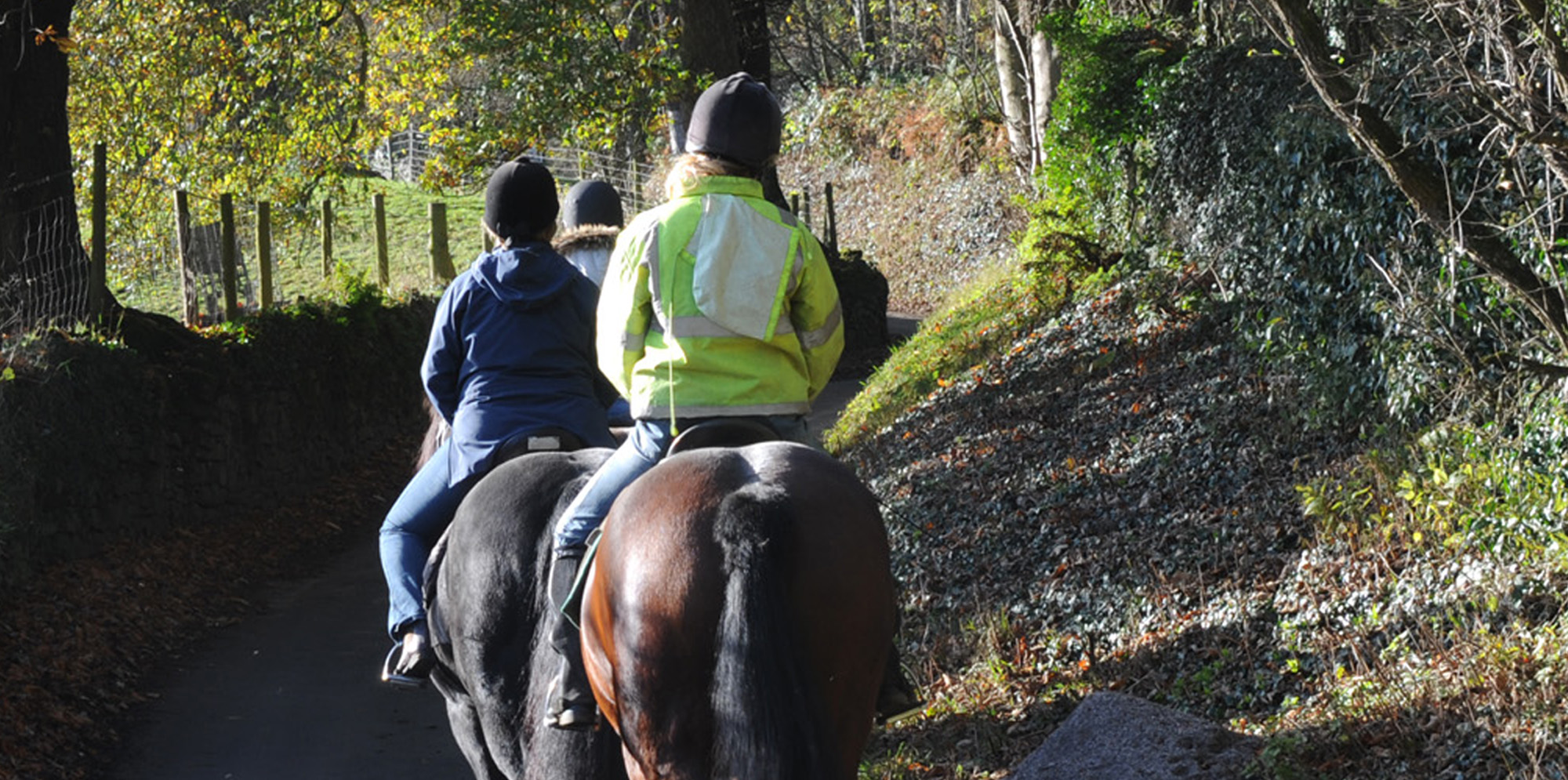 Backs of three people riding horses in a woodland