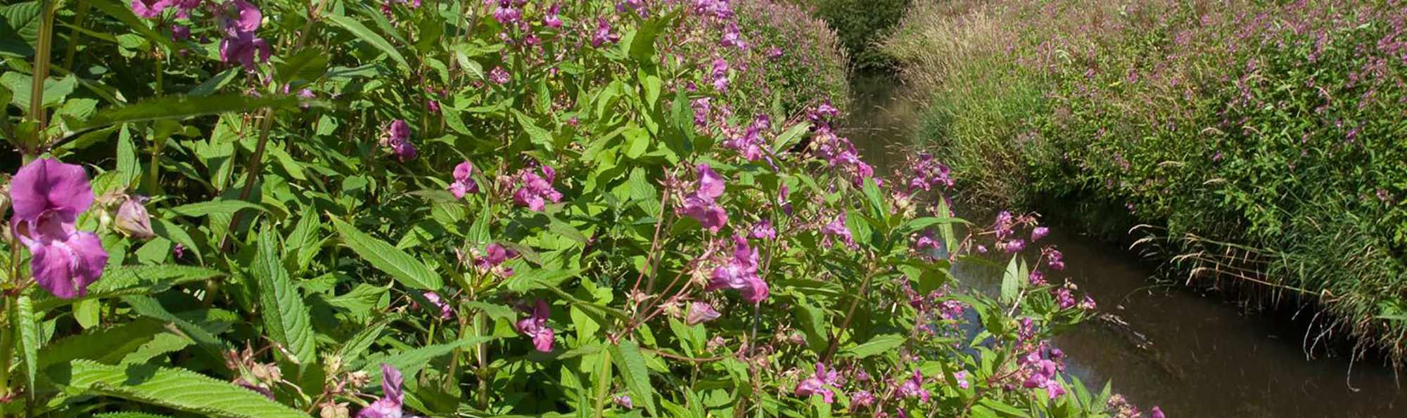 Himalayan balsam on either side of stream