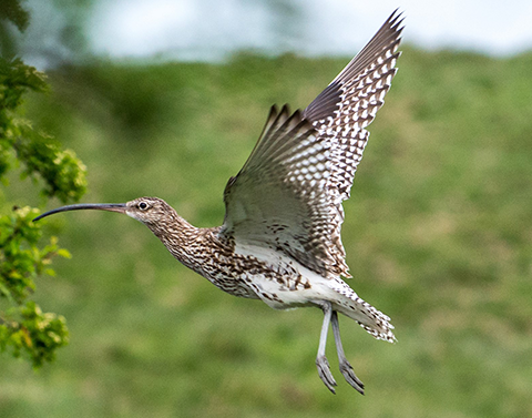 Curlew in flight in front of green landscape