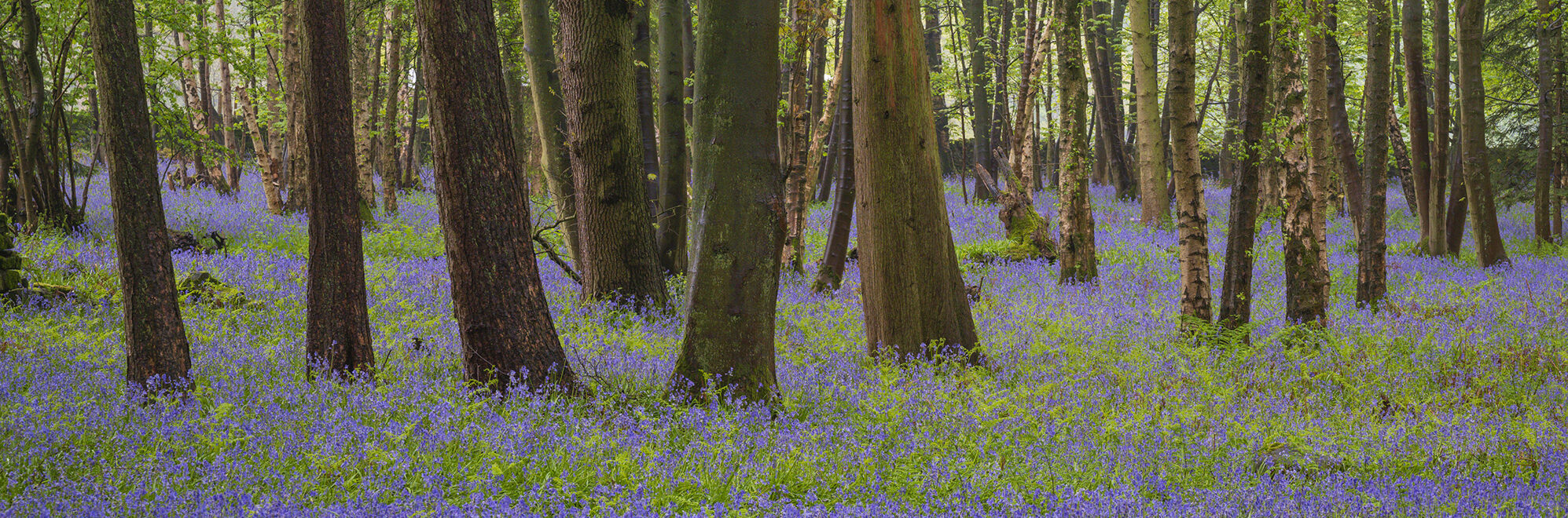 Tree trunks in springtime with a field of bluebells on the ground in Nidderdale AONB