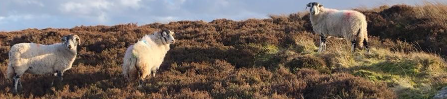 Three sheep standing in heather moorland under a blue sky