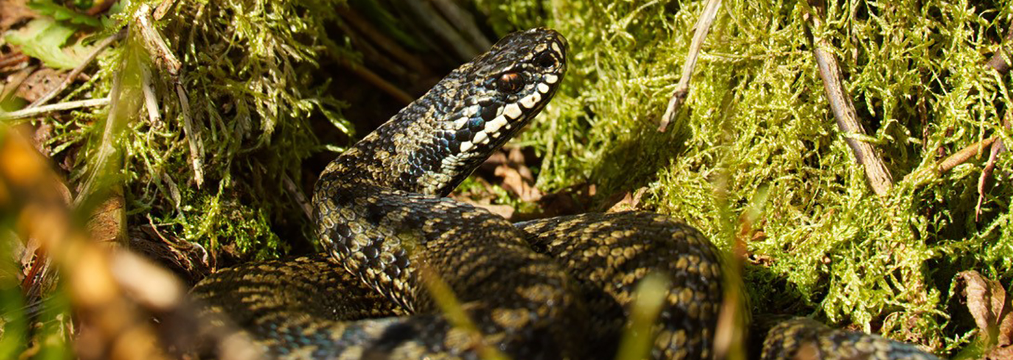 Male black and silver adder snake coiled on green moss and bracken