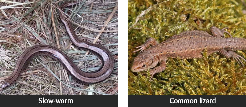 Slow-worm laying on brown grass and common lizard on green moss
