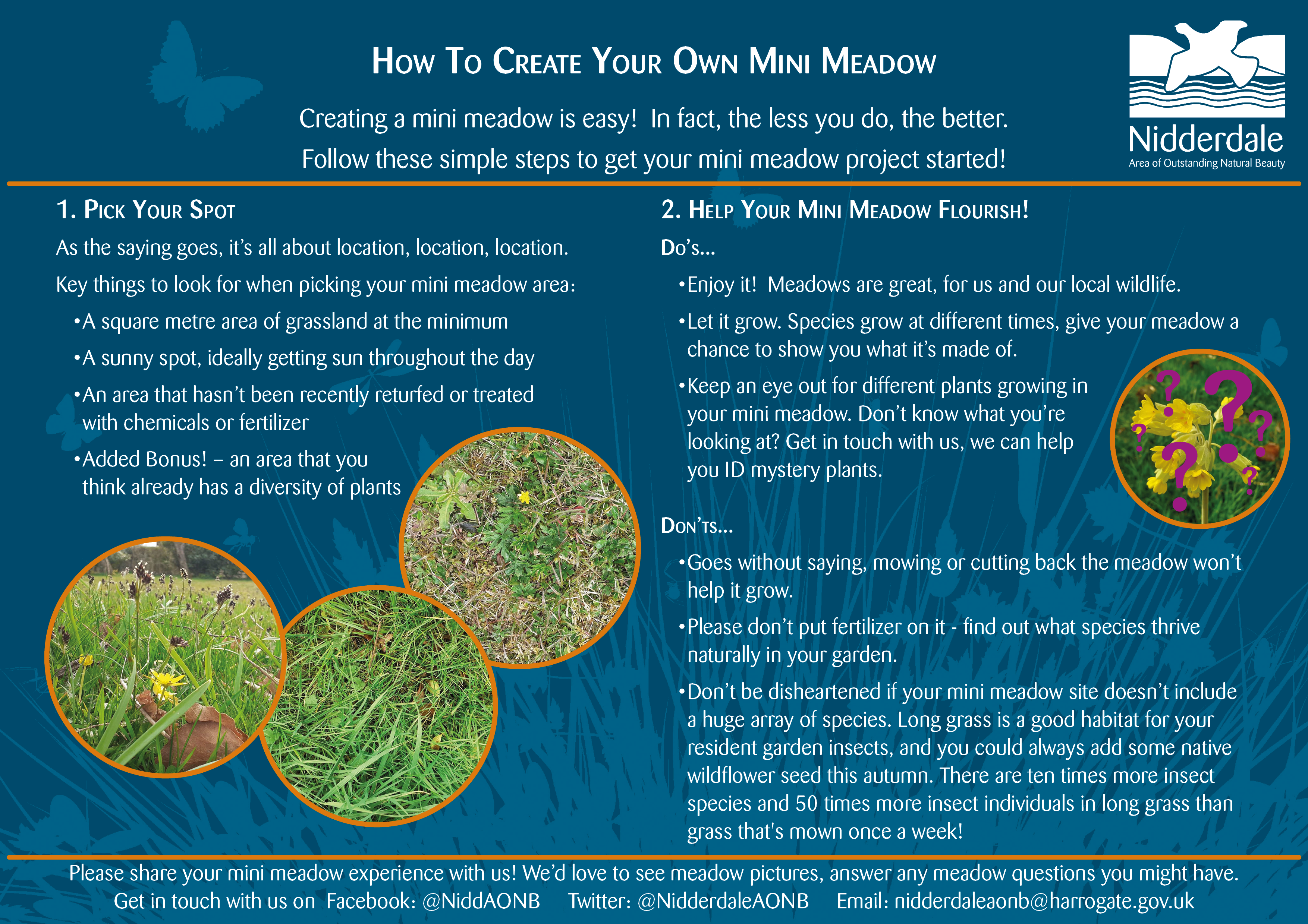 Guide for creating a mini meadow