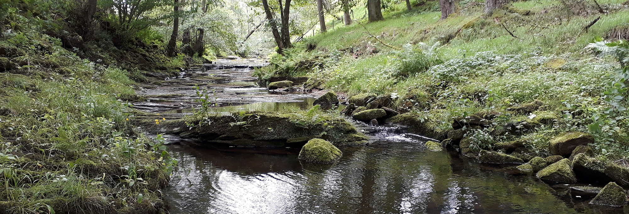 River through forest with green mossy rocks and trees in the background