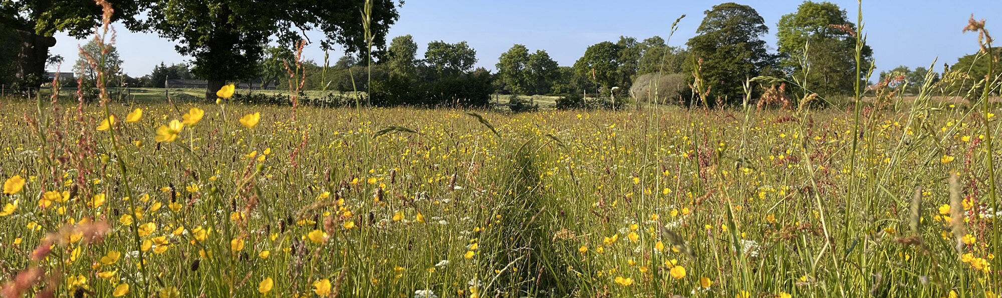 Laverton hay meadow (c) L Fox