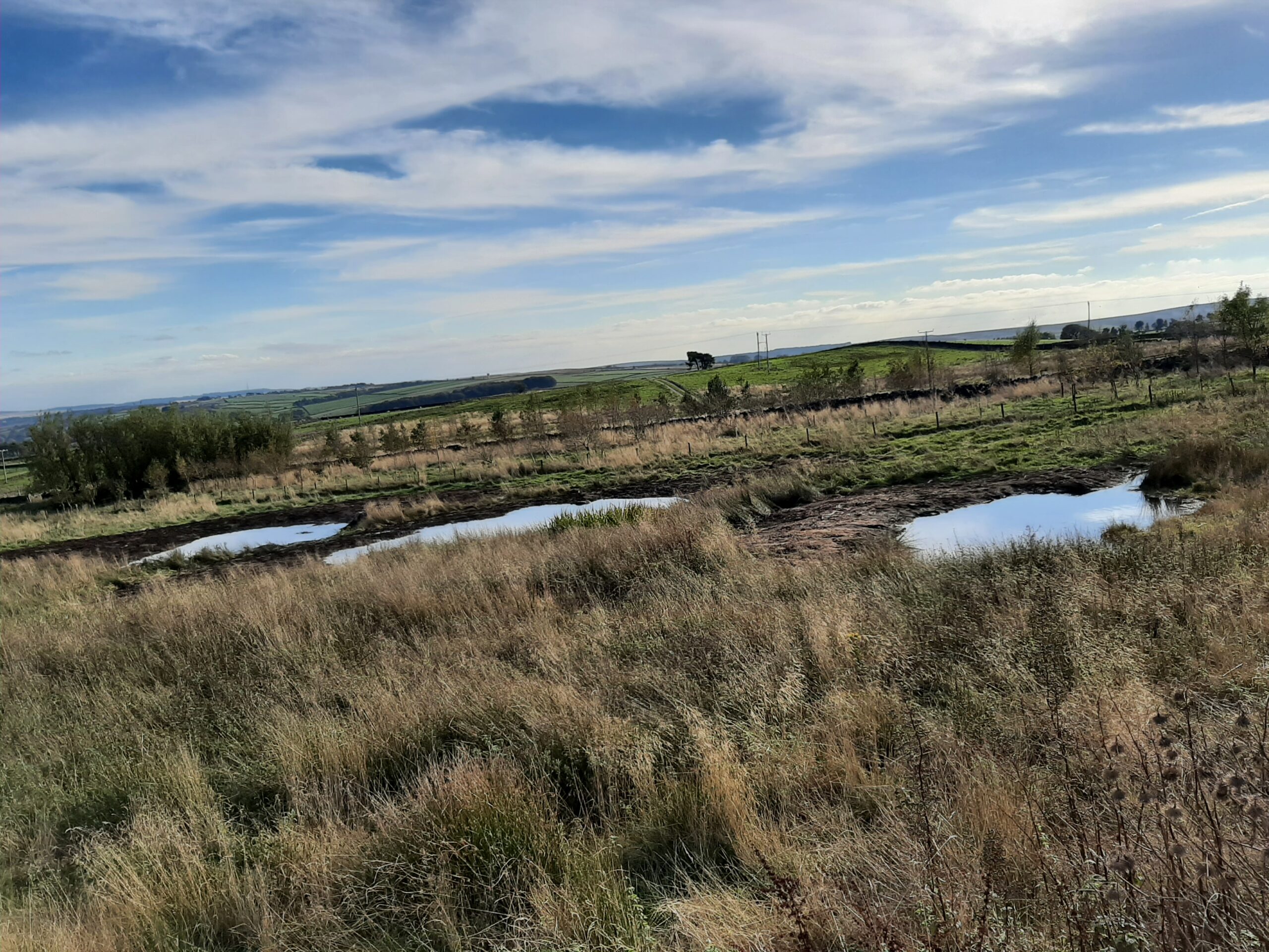 Three new ponds set in a rush landscape