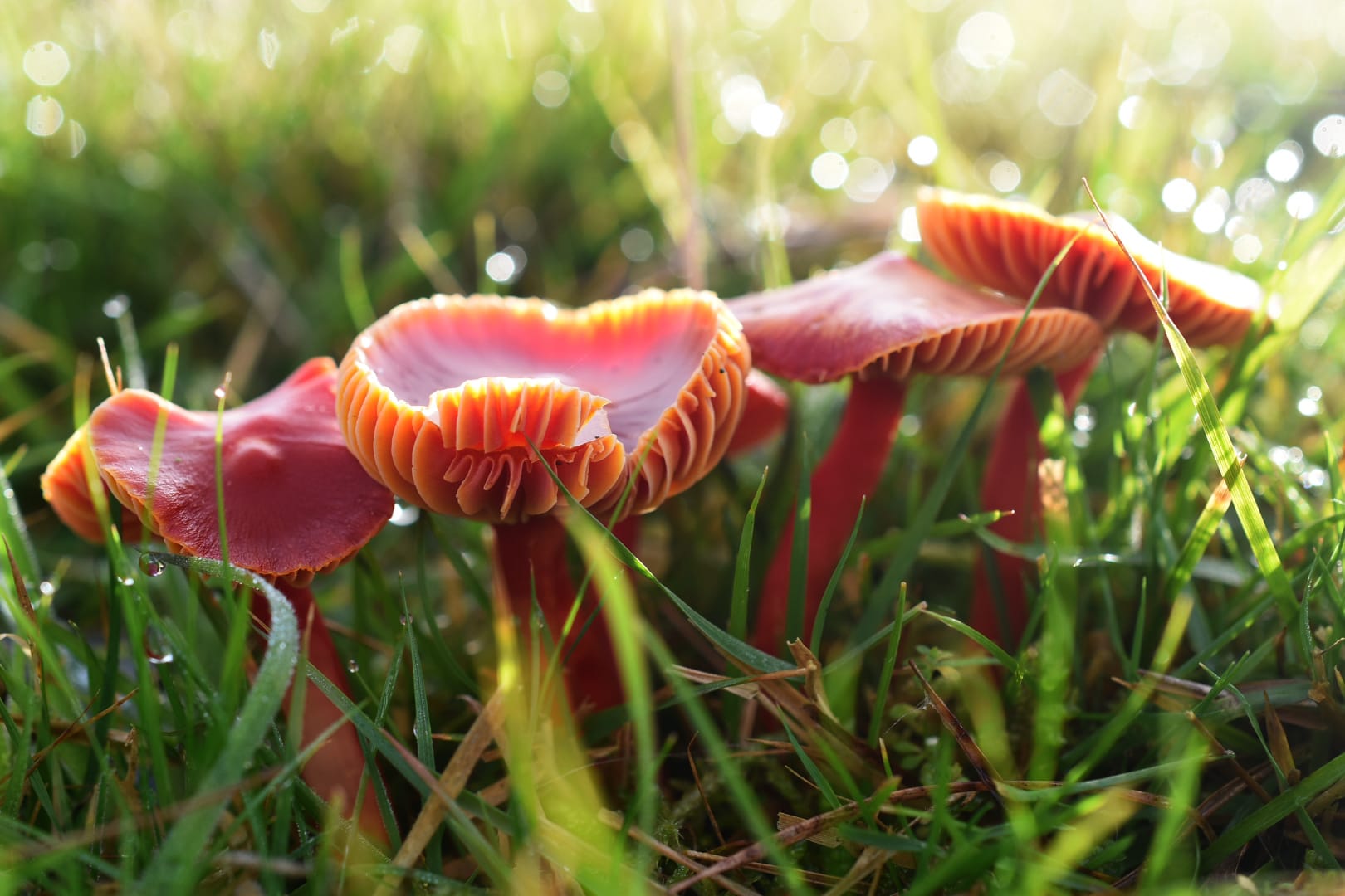 A close up of four scarlet waxcap fungi in a row amongst green grass.