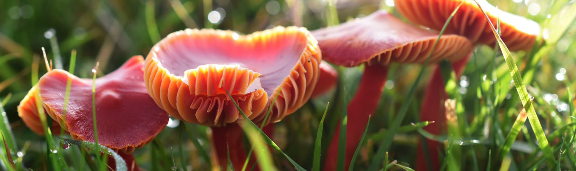 A close up of 4 Scarlet Waxcap fungi in a row among grass.